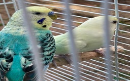 Budgerigars birds for sale: Young budgies for sale in Norbury - Image 13