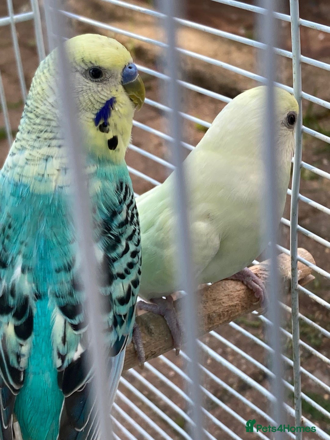 Budgerigars birds for sale: Young budgies for sale in Norbury - Image 13