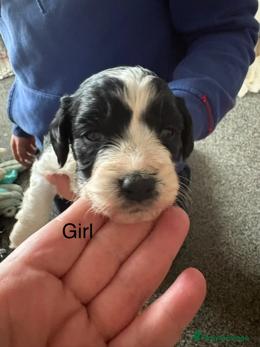 Mixed Breed dogs for sale: Doxiepoos in Thetford - Advert 2