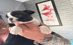 Boston Terrier dogs for sale: Kc Boston terrier  - Image 9