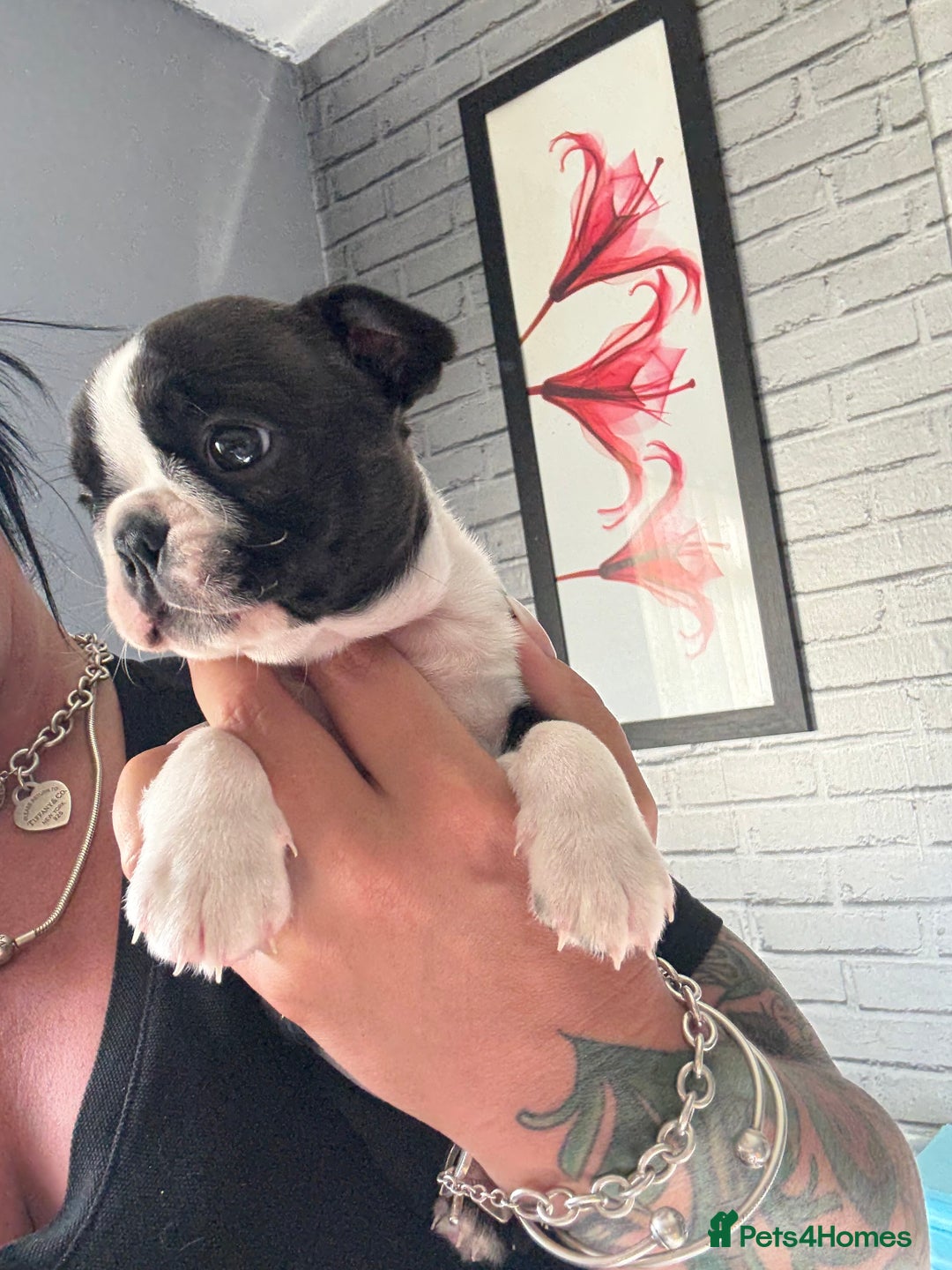 Boston Terrier dogs for sale: Kc Boston terrier  - Image 9