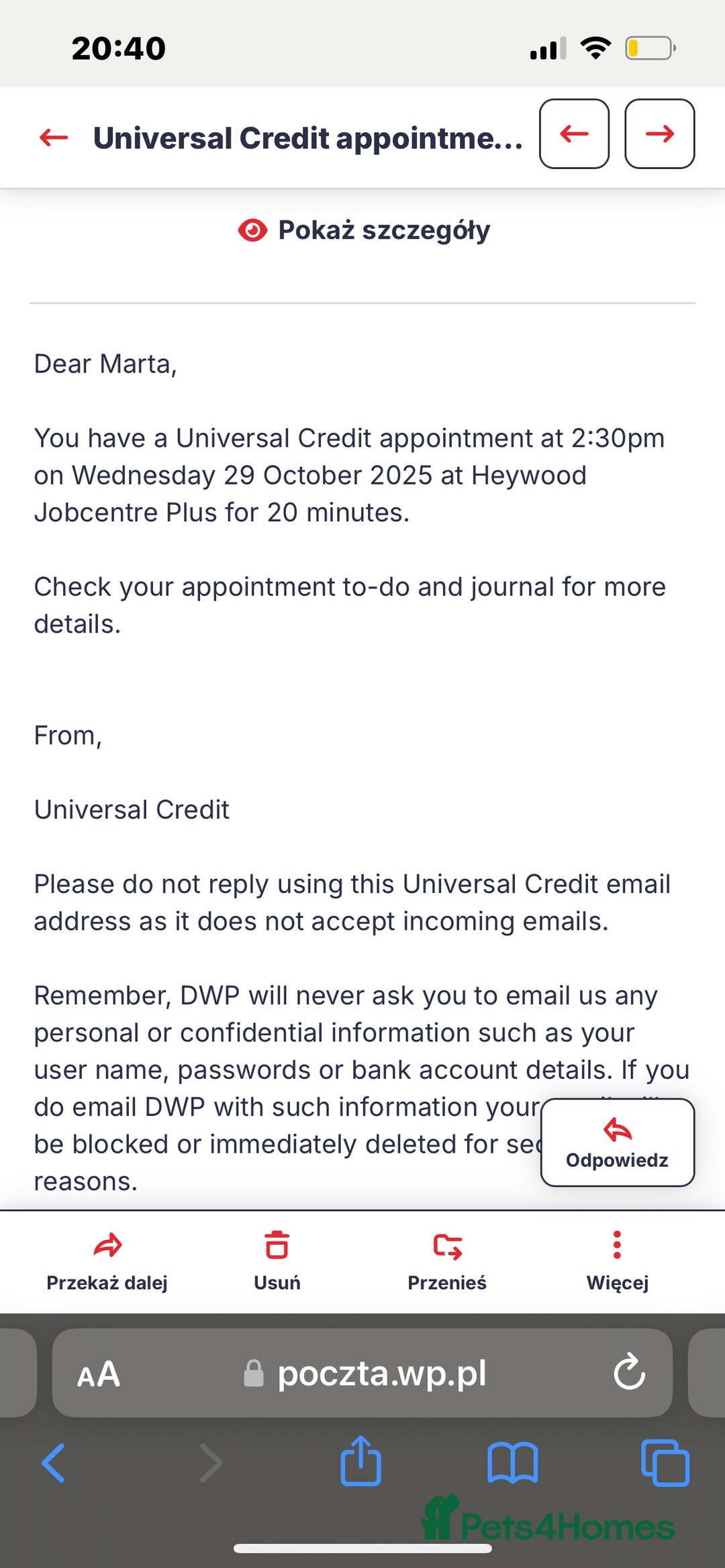 Shih Tzu dogs for sale: SHIT TZU grey puppy - Image 13