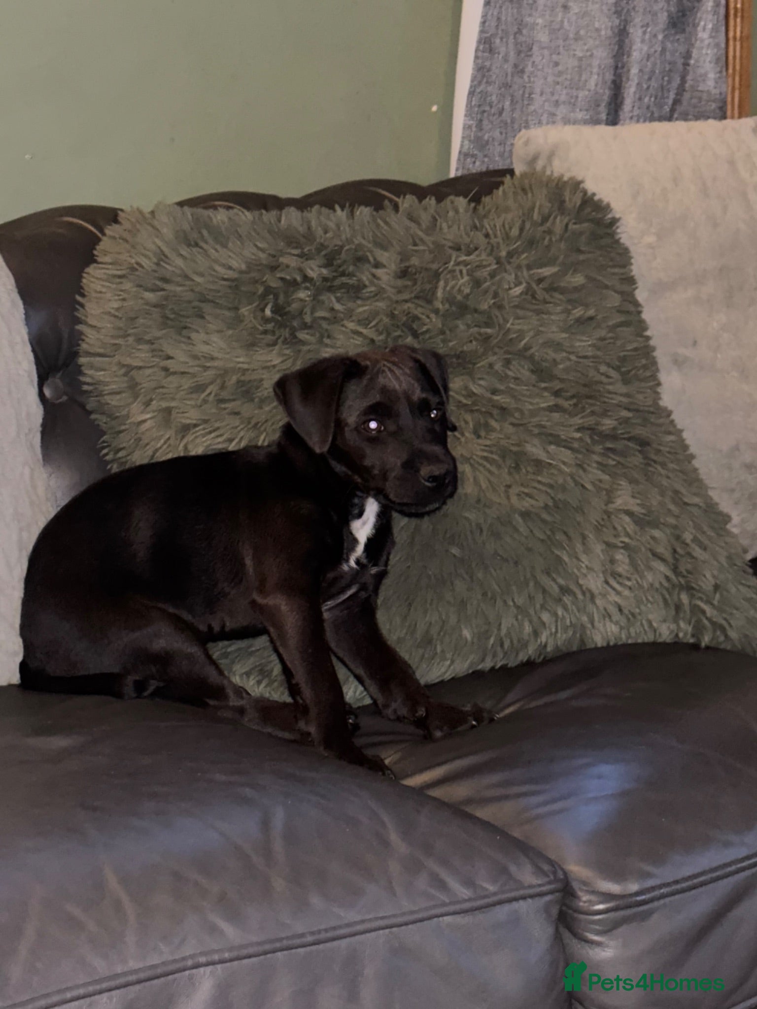 Patterdale Terrier dogs Gorgeous patterdale pups for sale - Advert 4