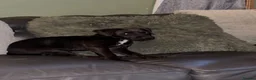 Patterdale Terrier dogs for sale: Gorgeous patterdale pups for sale - Advert 3