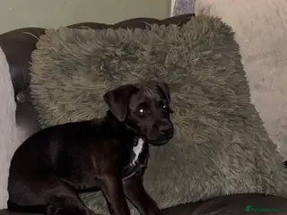 Patterdale Terrier dogs Gorgeous patterdale pups for sale - Advert 6