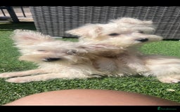 Mixed Breed dogs for sale: STUNNING WESTIE X POODLE PUPPIES  - Image 3