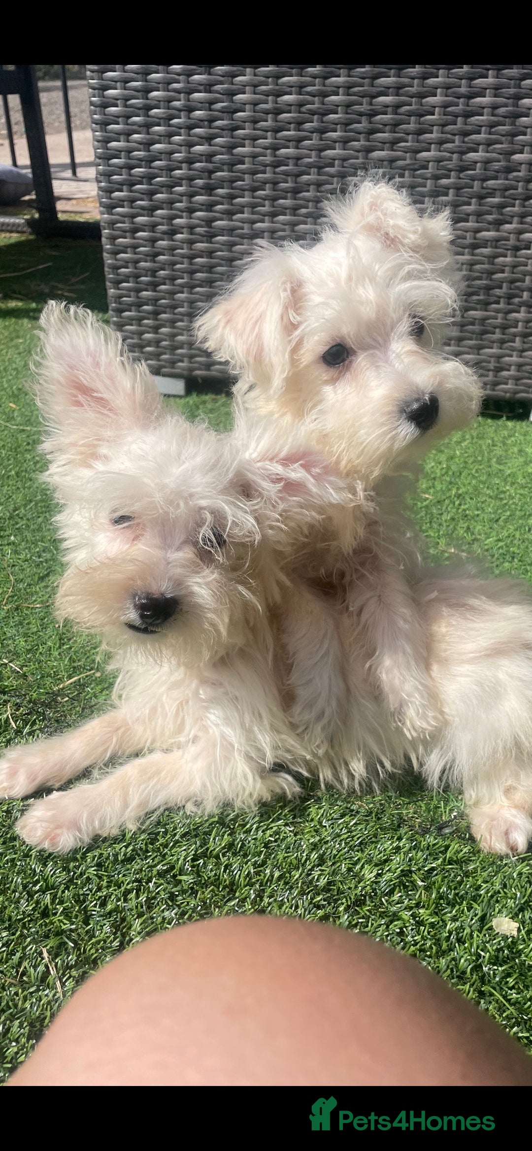 Mixed Breed dogs for sale: STUNNING WESTIE X POODLE PUPPIES  - Image 3