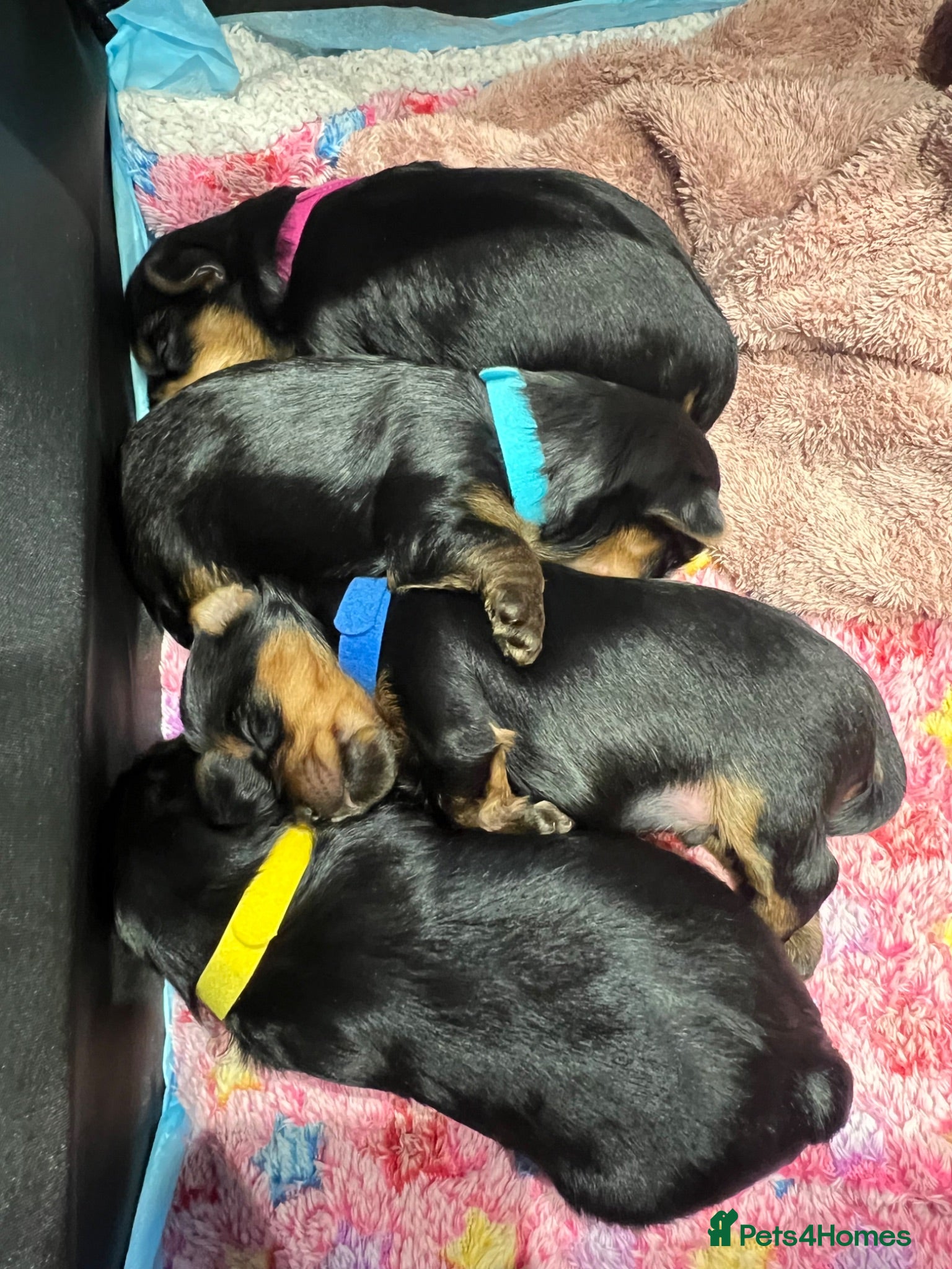 Yorkshire Terrier dogs Yorkshire terrier miniature - Advert 1
