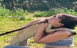 Mixed Breed dogs for adoption: Astra - Norwich Norfolk  - Image 7