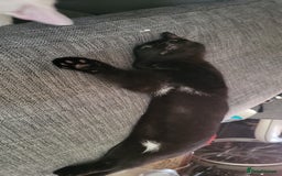 British Shorthair cats for sale: 2 black cats - Image 6