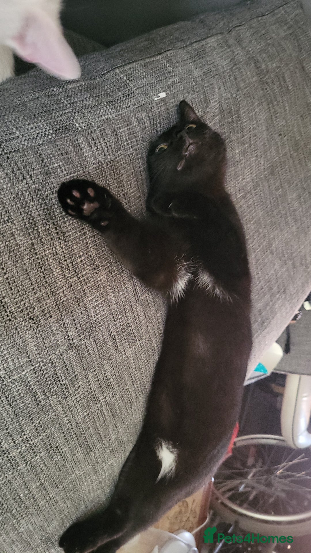 British Shorthair cats for sale: 2 black cats - Image 6