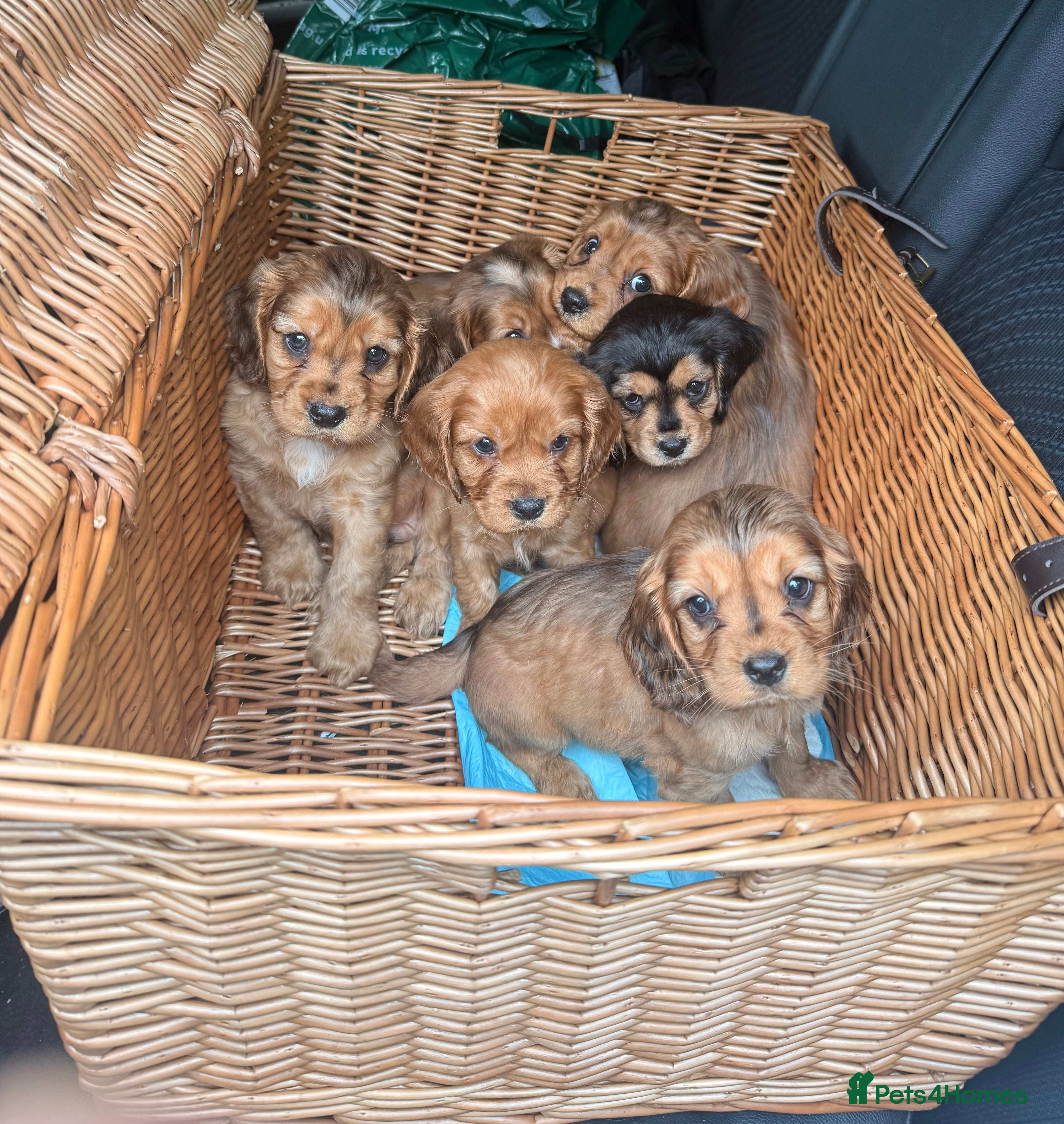 Cockalier dogs 6 Cockalier puppies ready to leave  - Advert 1