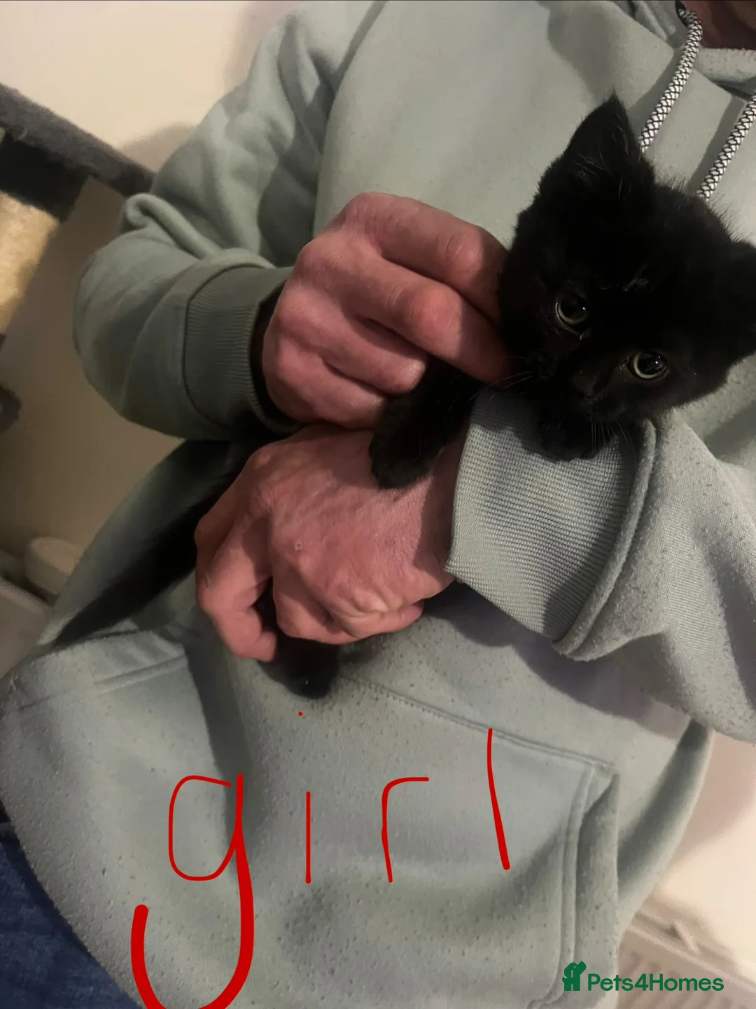 Mixed Breed cats for sale: Kittens for sale, need gone ASAP - Advert 2