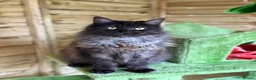 Maine Coon cats for sale: Stunning active reg girl in Westcliff-on-Sea - Advert 3