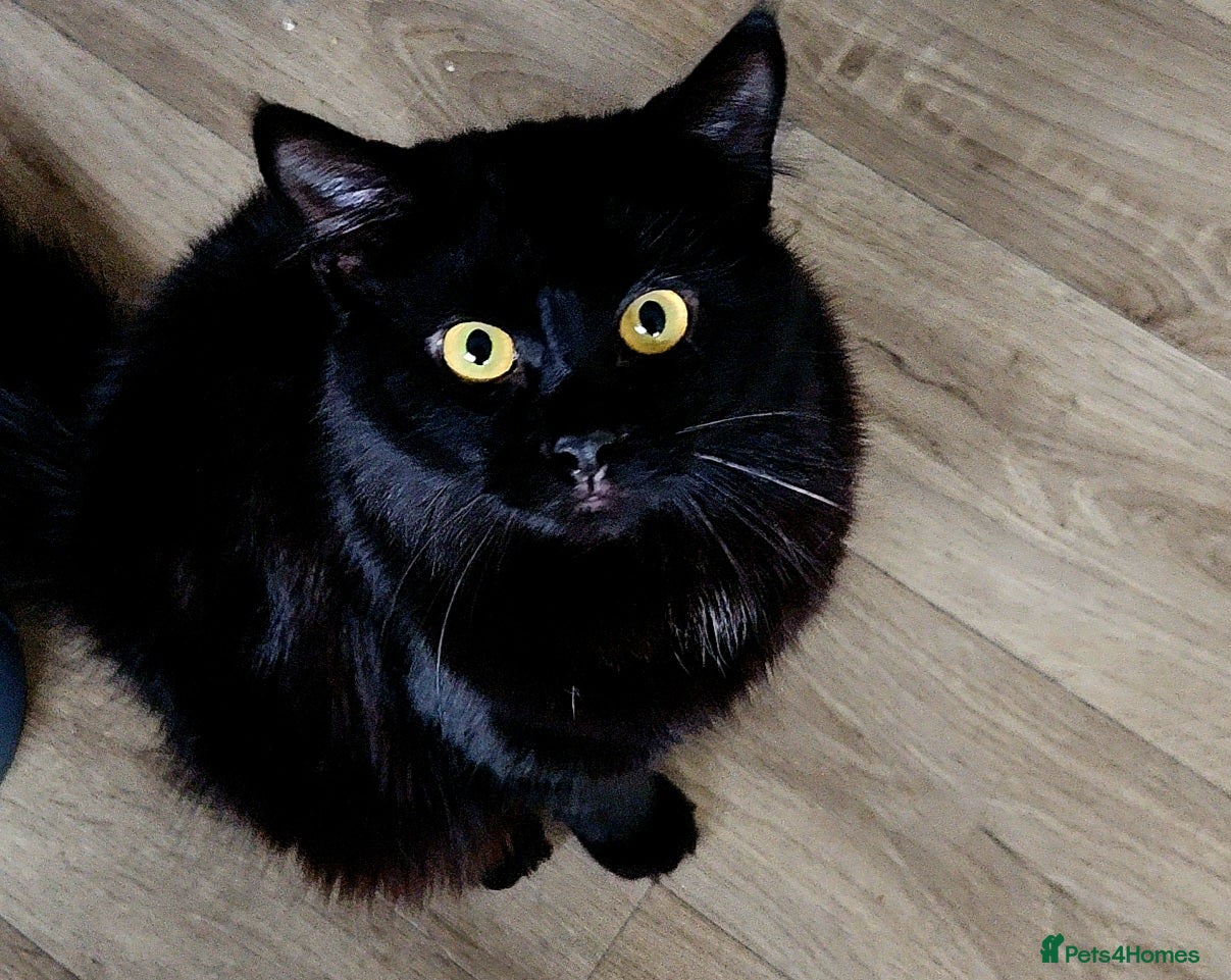 Mixed Breed cats Two male cats - Advert 4