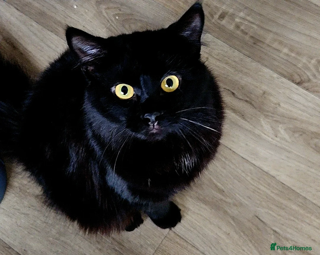 Mixed Breed cats for sale: Two male cats - Advert 1