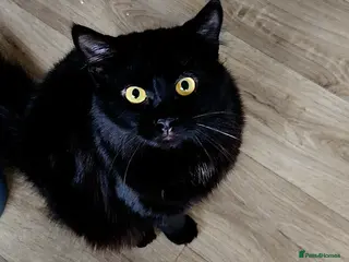 Mixed Breed cats Two male cats - Advert 2