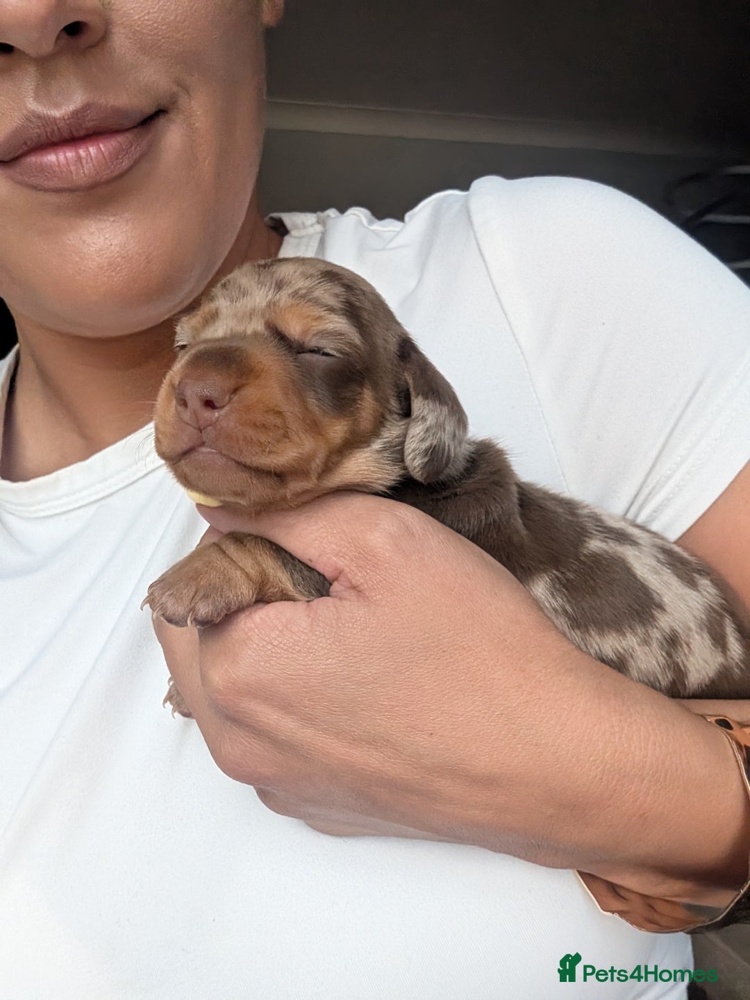 Miniature Dachshund dogs for stud: 🤎🤍 Chocolate Dapple Stud - PROVEN 🤎🤍 - Image 5