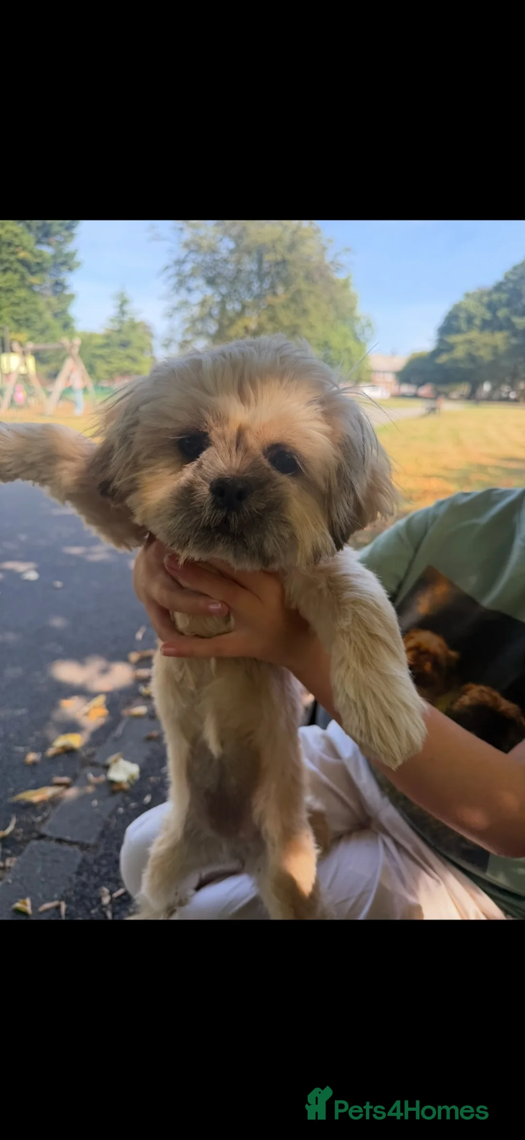 Shih Tzu dogs for sale: Belle - 5 month girl Shihtzu  in Prescot - Advert 2