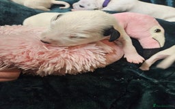Dalmatian dogs for sale: 8 KC Dalmatian puppies  - Image 3