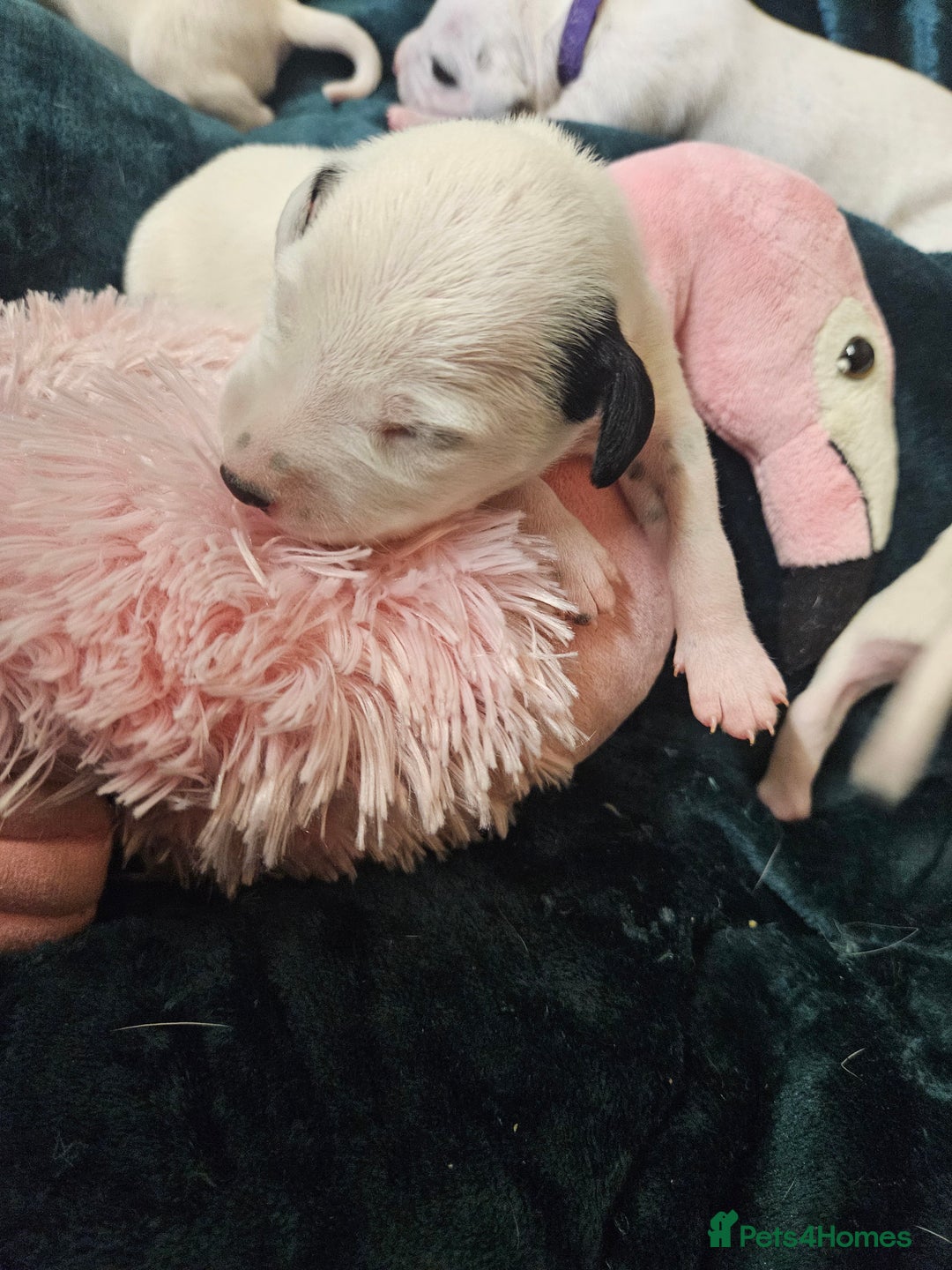 Dalmatian dogs for sale: 8 KC Dalmatian puppies  - Image 3