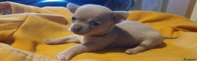 Chihuahua 3