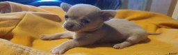 Chihuahua dogs for sale: Stunning chihuahuas  - Advert 10