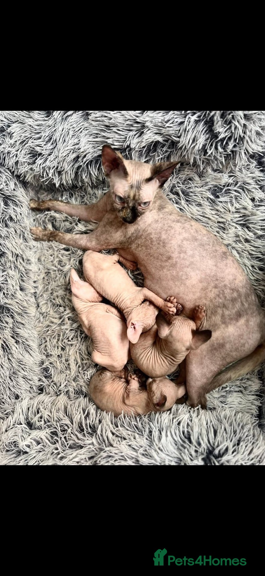 Sphynx cats Female Sphynx kittens ready to leave  - Advert 1