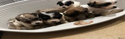Mixed Breed dogs for sale: Terrier x in Dunmow - Advert 3