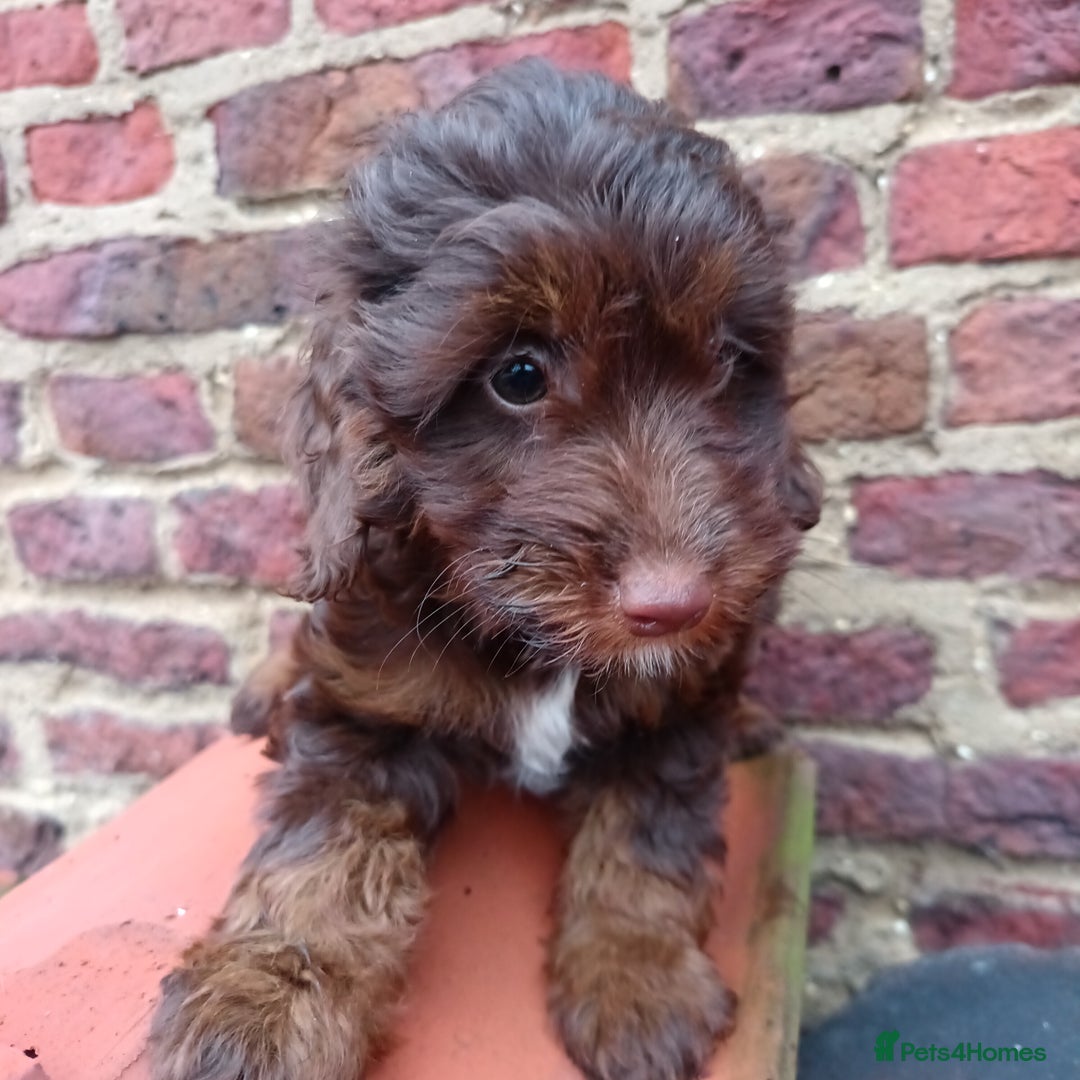 Labradoodle dogs for sale: Mini Labradoodles🐾🌟ready 3/1/26 full vaccine🌟🐾 - Advert 14