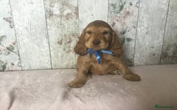 Cocker Spaniel dogs for sale: Adorable Kc reg Cocker pups - Image 10