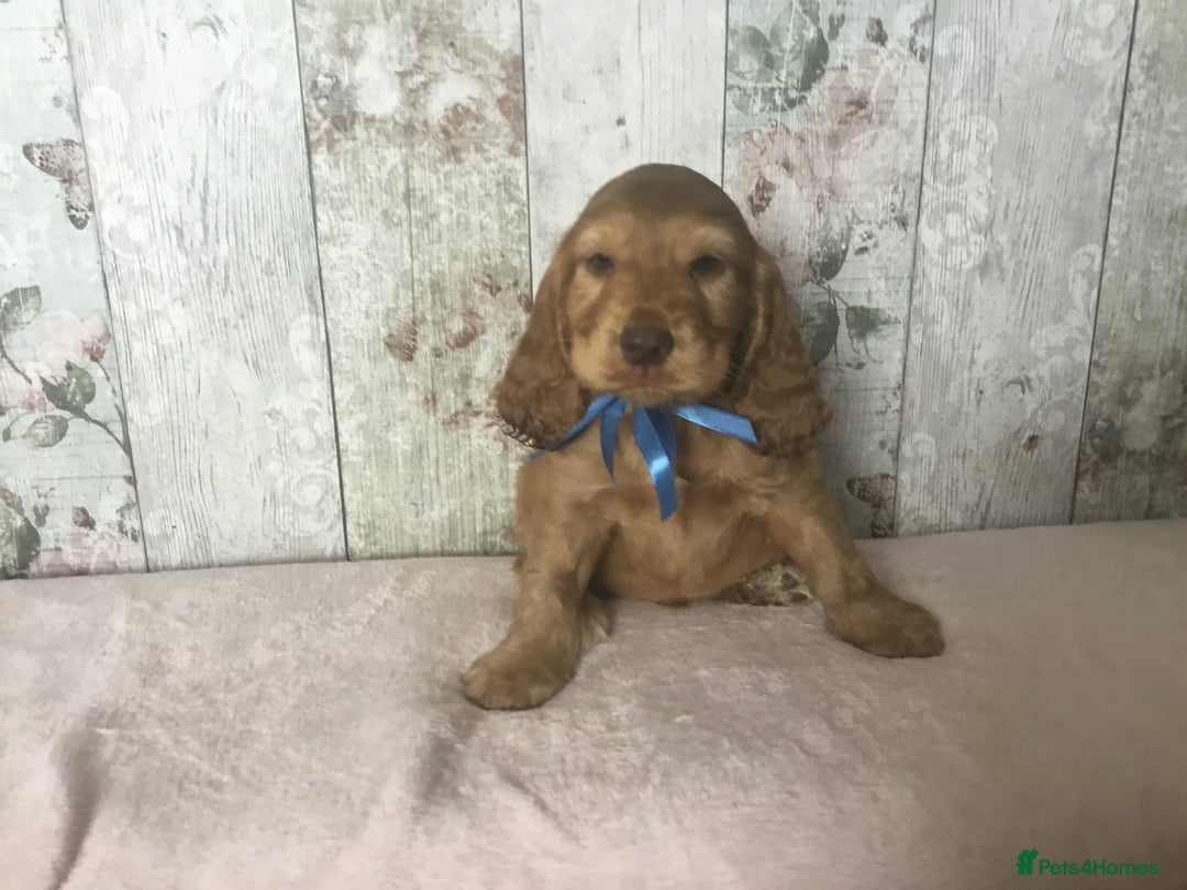 Cocker Spaniel dogs for sale: Adorable Kc reg Cocker pups - Image 10