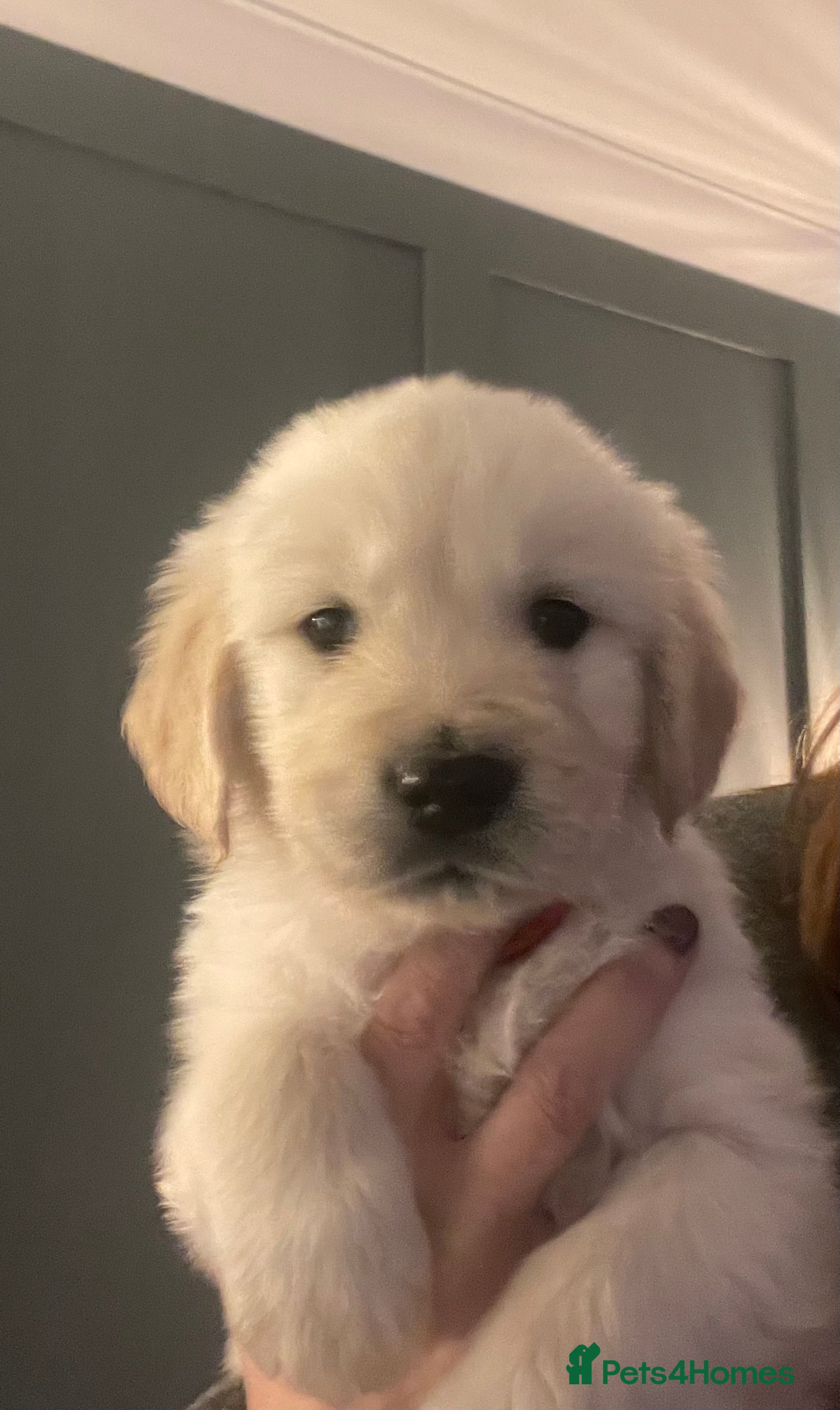 Golden Retriever dogs Golden Retriever Pup 1 Boy  - Advert 2