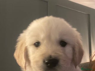 Golden Retriever dogs Golden Retriever Pups 2 BOYS - Advert 6