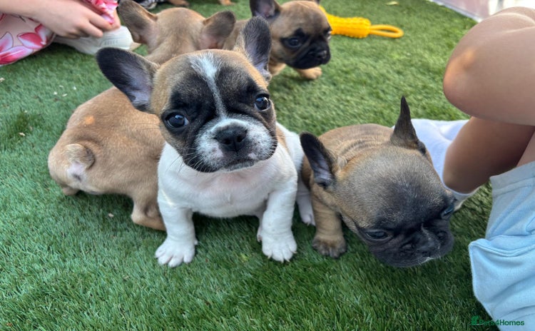 French Bulldog dogs - Advert 11