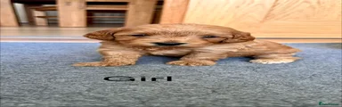Cockapoo 3