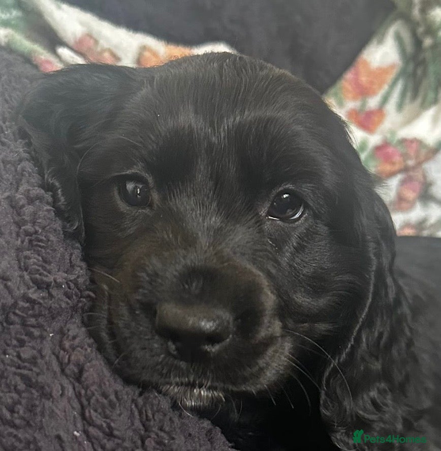 Cocker Spaniel dogs Beautiful black cocker spaniels girls for sale  - Advert 1