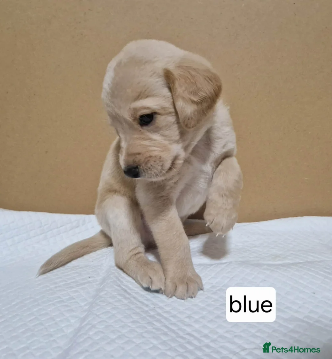 Mixed Breed dogs for sale: Beagle Doodles - Advert 7