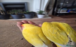 Conures birds for sale: Conure and Lovebird for Sale  - Image 10