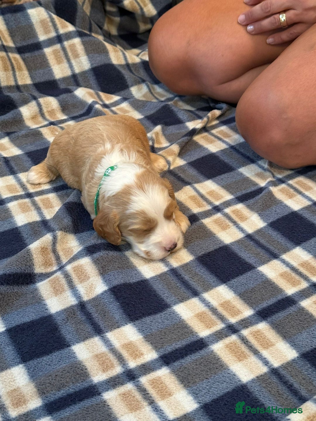 Cockapoo dogs for sale: Beautiful Golden Cockerpoo Puppies 2 Girl & 4 Boy - Image 8