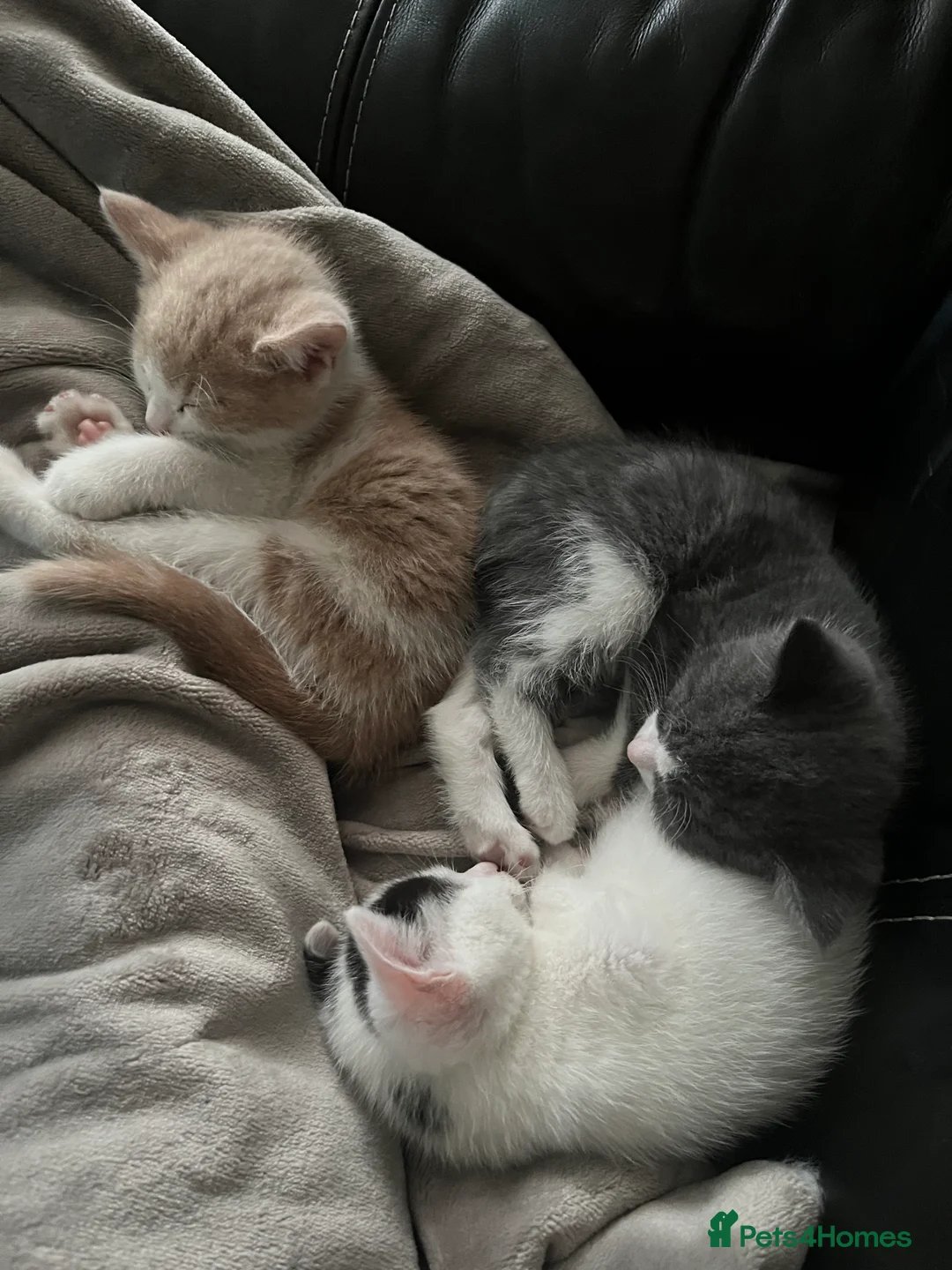 Mixed Breed cats for sale: 3 kittens for sale - Advert 5