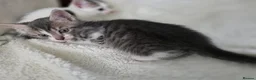 Mixed Breed cats for sale: 🐾 Gorgeous Home-Raised Tabby & White Kittens 🐾 in Rochdale - Advert 5