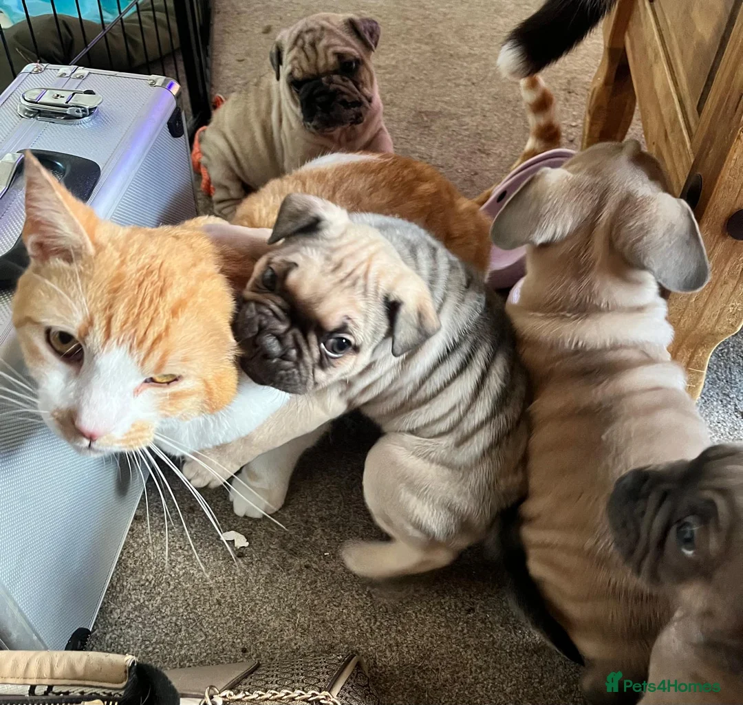 Mixed Breed dogs for sale: 6 lovely one off pups  - Advert 1