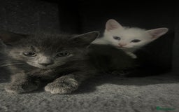 Turkish Angora cats for sale: Beautiful Kittens Looking for Their Forever Homes - Advert 11