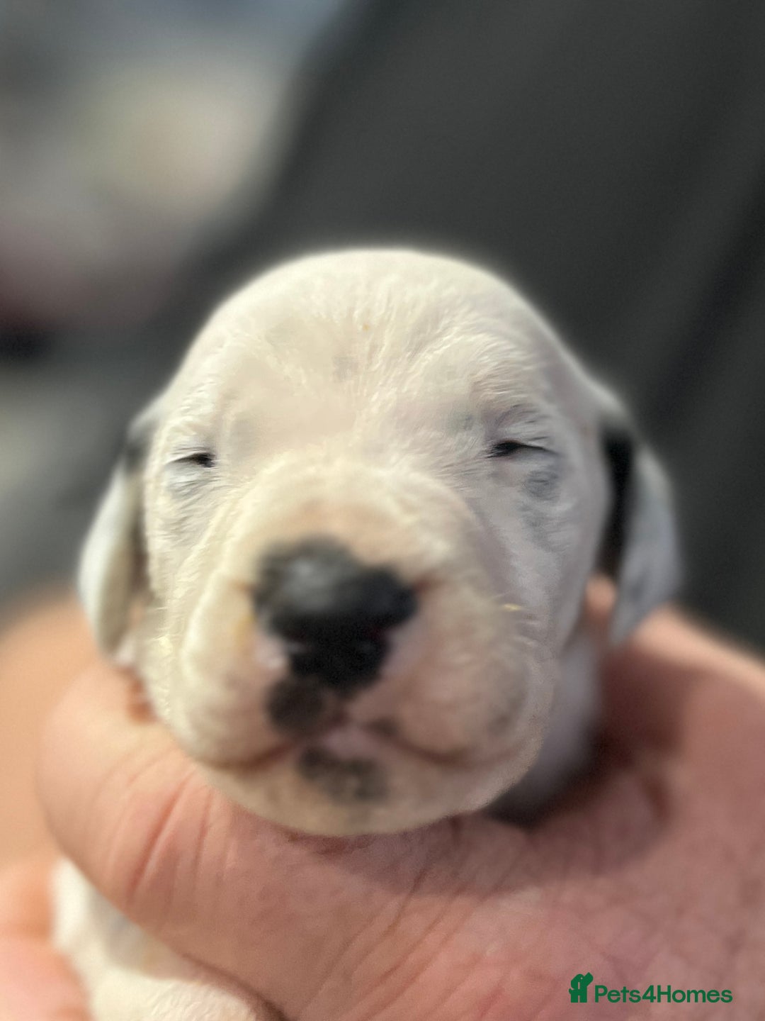 Dalmatian dogs for sale: Top quality Dalmatian puppies 5* homes  - Advert 11