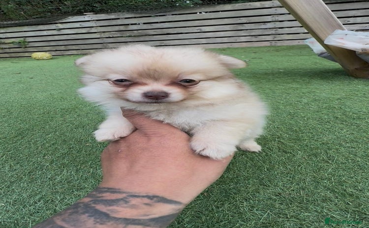 Pomchi dogs - Advert 1