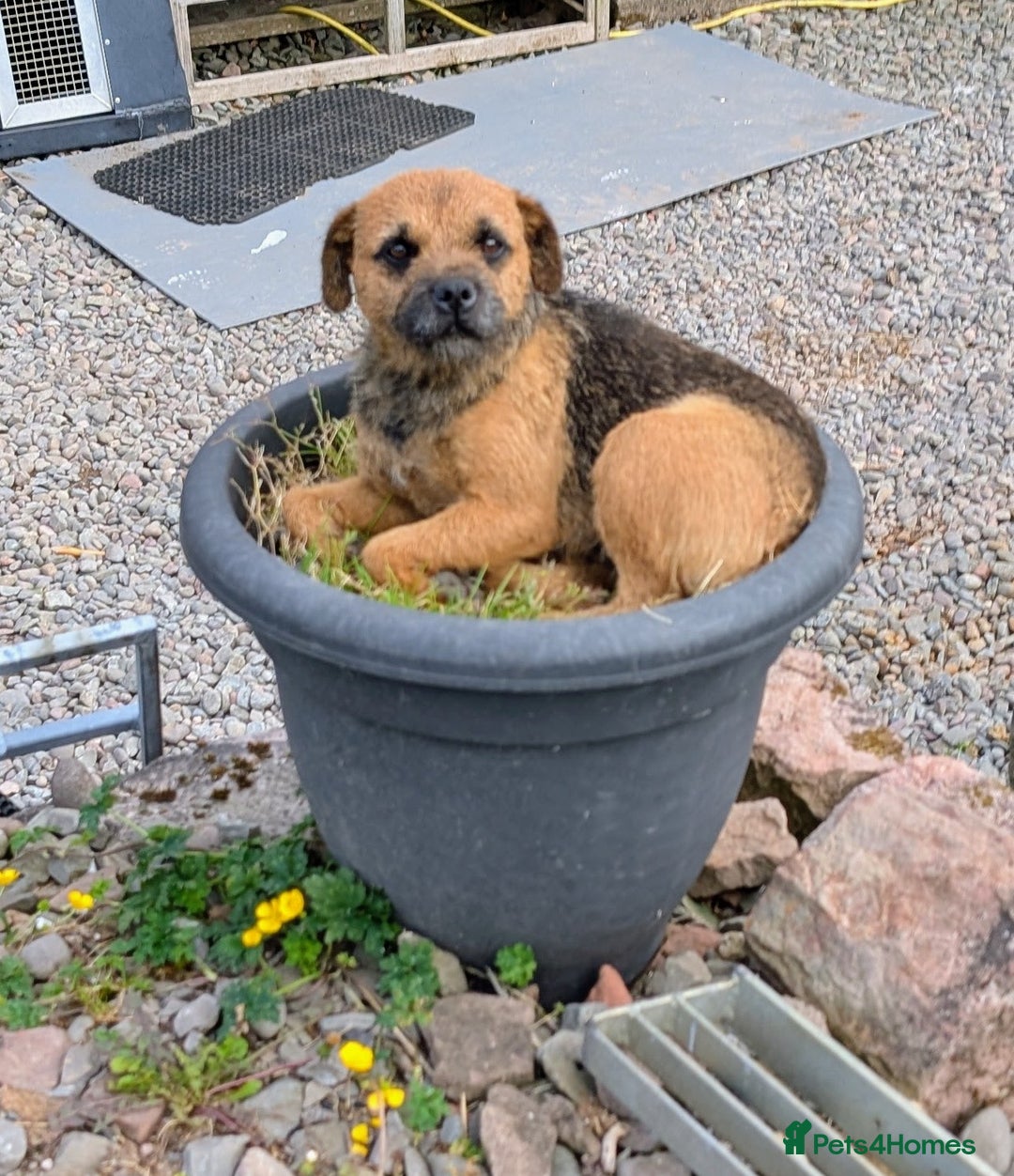 Mixed Breed dogs for sale: Border x Bedlington Female  - Image 8