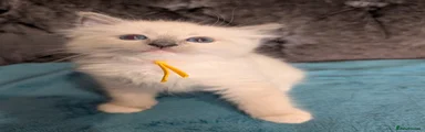 yellow collar girl ,blue point mitted ragdoll kitten 