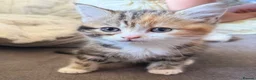 Mixed Breed cats for sale: Mixed breed kittens  - Advert 6