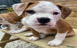 Alapaha Blue Blood Bulldog dogs for sale: Beautiful Alapaha blue bulldogs  - Image 8